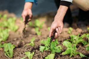 close uo of famers hand giving fertilizer - Envirogreen